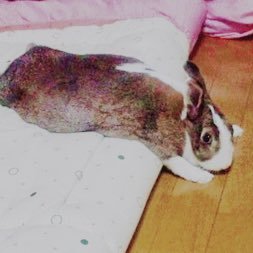 R8行政書士独学受験予定📖🩹うとゆに💉元うさぎ飼い🐰55回通関士独学一発合格🌸✨STC Associate•Advanced 2024.1月受験合格🌸 2024.7月貿実C級受験合格🌸趣味:アイドルヲタク、勉強。身バレ防止の為通関の事はこっち(鍵垢)の方が多めかも?→@pinousagipino