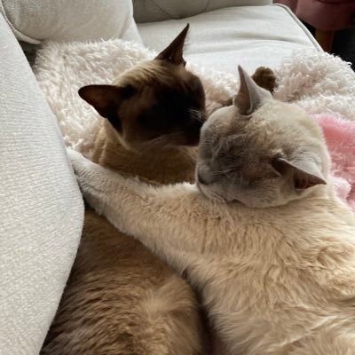 Cat slave to two Burmese sisters Bella and Snowball who expect ‘Princess’ treatment at all times 😽