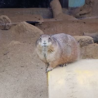 sayuki_yuzen's profile picture. 