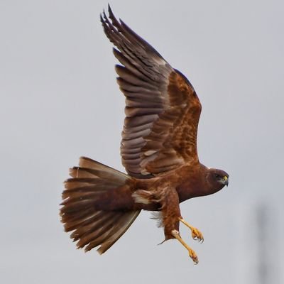 Retired driving instructor. Amateur bird photographer based in Bishop Auckland.