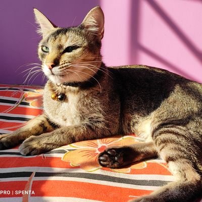 hi! I am Ichigo Sāmā
a 2 years old Indian Colony Cat (Billi)