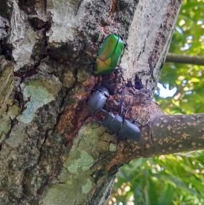 こちらでは昆虫など生き物のツイートをしています🪲
クワカブをブリードしてます❗