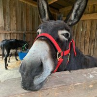 Walter Donkey(@WalterSnowdonia) 's Twitter Profile Photo