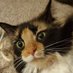 Erza S Hepburn (@erzasthecat) Twitter profile photo Erza S Hepburn (@erzasthecat) Twitter profile photo