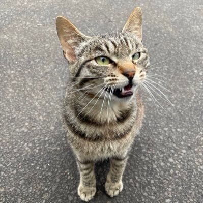 北の大地を生きる可愛い野良猫の写真を投稿します!猫好きの人はフォロー&リツイート&いいねをよろしくお願いします🐈 🐈⬛