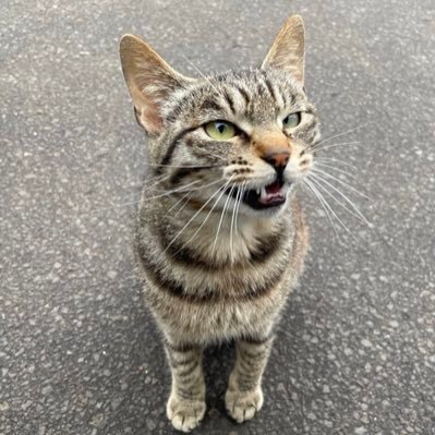 北の大地を生きる可愛い野良猫の写真を投稿します！猫好きの人はフォロー&リツイート&いいねをよろしくお願いします🐈 🐈‍⬛