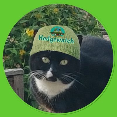 I adopted my mum 6 years ago. I'm beautiful and adored. Not sure how old I am, but probably about 8 now. Proud member of  #hedgewatch