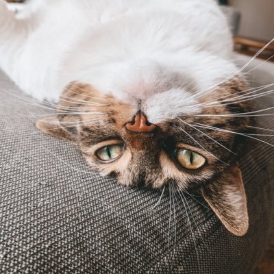 marisajbuchanan's profile picture. she/her 🌿