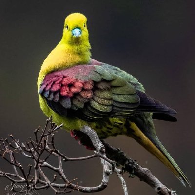 shiromaswai's profile picture. Wife  ||  Mum  ||  Daughter  ||  Cyber Security Analyst  ||   Carpenter  ||  Farmer