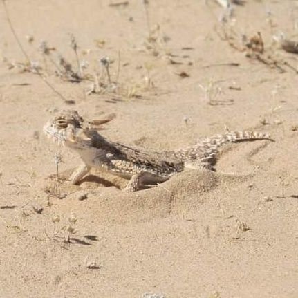 Exequiel Ezcurra Director of Conservation Biology at The Nat; ecology, multidisciplinary conservation biology, herpetology;
Opinions are my own