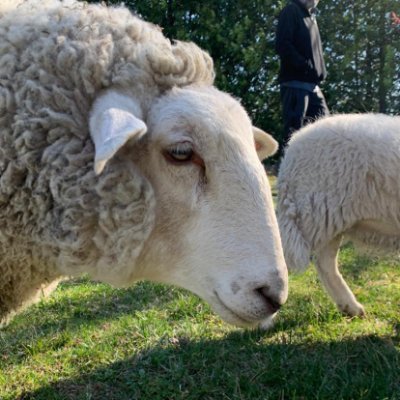 Registered charity that provides a restorative, safe space for farm animals. 💌 hello@lilysplace.ca 📍 Codys, New Brunswick, Canada 🇨🇦