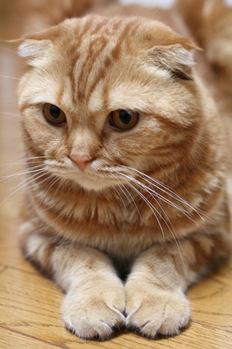 ぼんやりしていて、何をしていたかよく忘れる✴︎かわいいものと、どうかしてるものが好き✴︎猫(スコティッシュフォールド)✴︎美術好き✴︎花と苔好き✴︎フルートはハンミッヒ✴︎能も好き✴︎やっぱ因島でしょ
