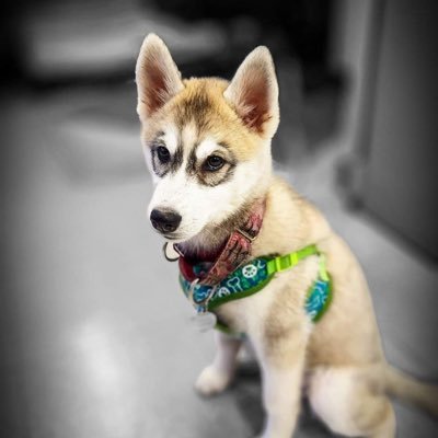 birdkill53's profile picture.