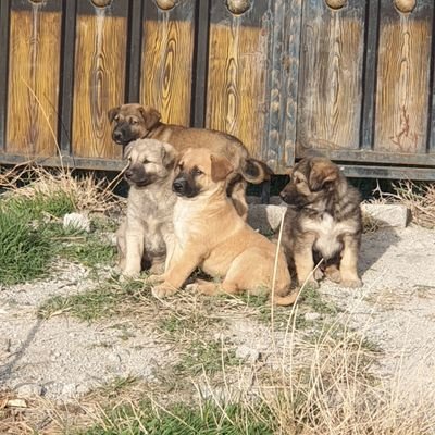 ashkansh026's profile picture. 