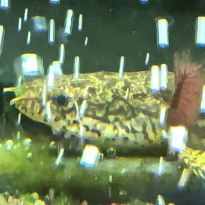 生き物大好きな中学生です！古代魚飼ってます！ちょくちょく釣りも載せるかも…
アホな中学生なので失礼だと思ったらしっかりと言ってください💦
アクア関係はほぼフォロバ、ビジネス他よく分からん垢はフォローしませんm(_ _)m
よろしくお願いします！