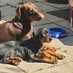 Those 2 Doberman (@brodiebegood) Twitter profile photo Those 2 Doberman (@brodiebegood) Twitter profile photo