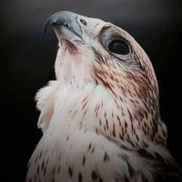 كاتب (@kateb_com) 's Twitter Profile