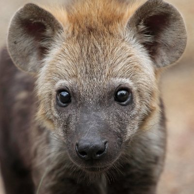 HourlyYeen Profile Picture