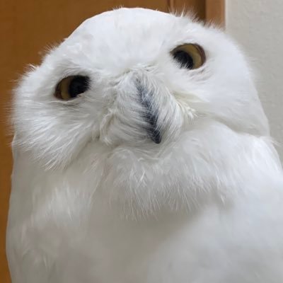 2025.06.21に最愛の息子シロフクロウ🦉の有馬が天国へ。その2日前にイエガラスの八咫が我が家へ。有馬🦉から名前をもらい下僕の名前を有馬にしました。猛禽類、爬虫類、両生類、齧歯類、哺乳類、昆虫と同居してる人間です。