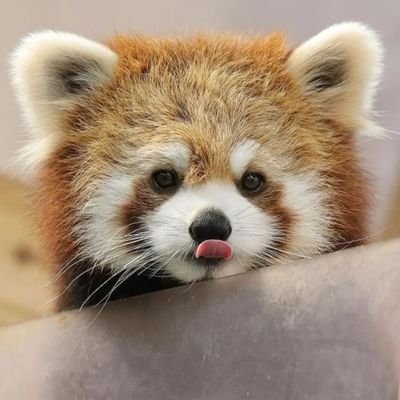 I am a lover of panda. I am always to spend time with more of them. follow me for panda photos & videos.