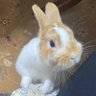 camellia199317's profile picture. 2021.3.17生まれのネザーランドドワーフ♂お殿様Twitter始めました。よきにはからえモヒ🐰無言フォロー失礼します。