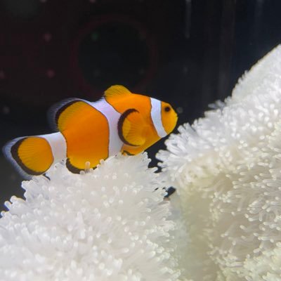 pinachanbaby's profile picture. 4歳娘の育児中心の生活😊