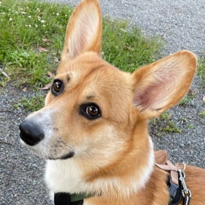 Tabyi_Corgi's profile picture. 壁打ち｜愛嬌は最強！｜2021.6.1枚方生まれ男の子｜2021.8.2に家族となる｜フレンドリー温厚紳士、マイペース&ビビり｜成長とかわいいの記録用｜壁打ち故リプやDMへの反応は♡に留めていますが嬉しく見ております。ありがとうございます。FBR基本ご自由にどうぞ（ただし出会い系やスパムはブロします）