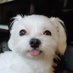 あかいしっぽ (@redfurrytail) Twitter profile photo あかいしっぽ (@redfurrytail) Twitter profile photo