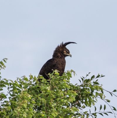 Conservationist interested in social-ecological systems and how we can use remote sensing and technology to craft innovative home-grown solutions.