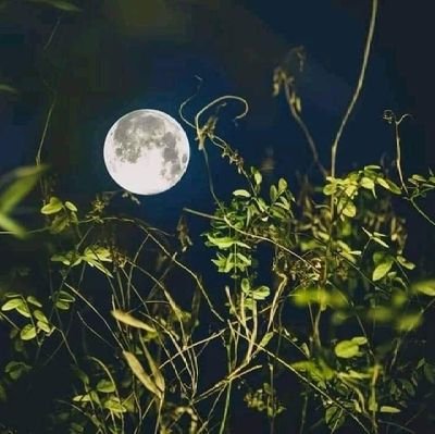 mysekretpoako's profile picture. 