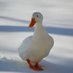 SirDuck (@sirkingquack) Twitter profile photo SirDuck (@sirkingquack) Twitter profile photo