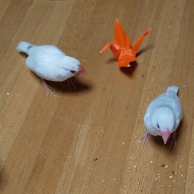 文鳥と文章が大好き。
趣味で小説やゲームを制作しています。主なジャンルは、ミステリーとホラー。下記URLはゲーム作品ページです。