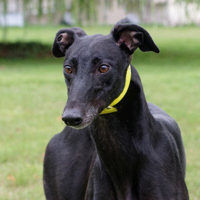 Could YOU provide a greyhound with a loving, forever home? To find out more, please visit our website https://t.co/yAu1mmXuMI
