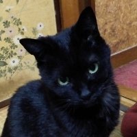 Rintzu@琅琊閣東京営業所 (@ikikeiokami) 's Twitter Profile Photo Rintzu@琅琊閣東京営業所 (@ikikeiokami) 's Twitter Profile Photo