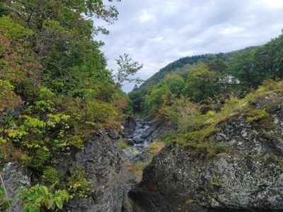 LostLizard3's profile picture. Let it roll.