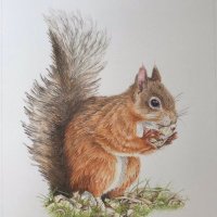 BrownSquirrel(@BrownSquirrel) 's Twitter Profile Photo