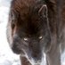 Maximus 🇬🇧🐺🌲 (@xamaximus) Twitter profile photo Maximus 🇬🇧🐺🌲 (@xamaximus) Twitter profile photo