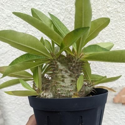 ただただ、基本的に狂った奴による植物のツイートであります(｀･ω･´)ゞ
こちらは店垢です低浮上気味ですが→@Pups83784421