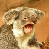 Ганс-Дитрих Пауэльо(@koala_genscher) 's Twitter Profile Photo Ганс-Дитрих Пауэльо(@koala_genscher) 's Twitter Profile Photo