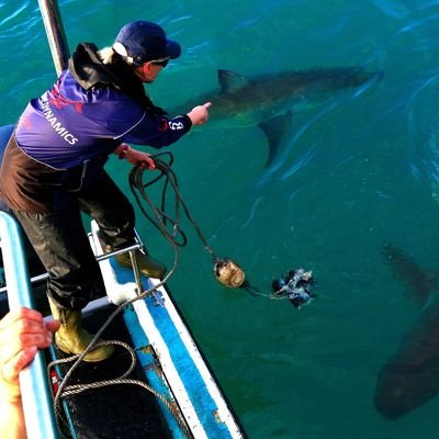 Marine biologist in Gansbaai, South Africa. Live for the ocean (especially sharks), conservation, my fur children and most of all my son 💙🦈🇿🇦❤