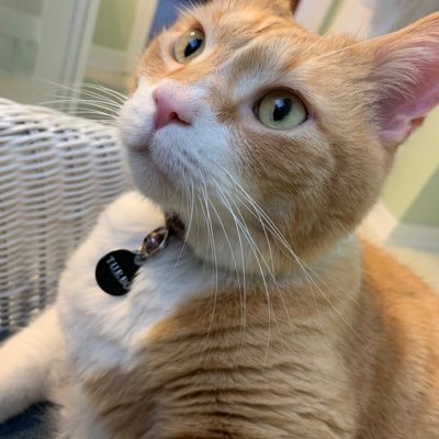 aikins_no's profile picture. One day you're cock of the walk, the next a feather duster. #Arsenal #AmazonFBA #DataAnalytics #IASTravel_Consult