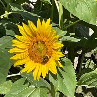 tropiRaimu25's profile picture. 大阪在住　
♀成人済み
好きなもの↓
仮面ライダー龍騎　デジモン　ジョジョ（1-7部読了）
お風呂　観覧車　展望台　宮城リョータ
パクチー　チョコミント　スパイスカレー　ブルーハワイ
オレンジ色　緑色　おいしいもの全般
舞台芸術（特にミュージカル）モヒート
動物園　水族館
喋っててたのしいひと😆