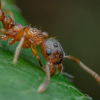 ASingleAnt's profile picture. just one ant | trying to make a difference | they/the collective