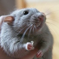 Ren (@imr_e_n) 's Twitter Profile Photo