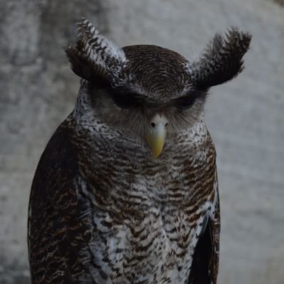 Aquila9985's profile picture. 👁️👄👁️