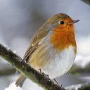 Jane King - @brdlady60 - Twitter