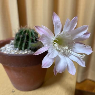 TDNさんのプロフィール画像