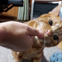 モカ🐈️茶トラ男子の日常 (@mokanyan_1123) 's Twitter Profile