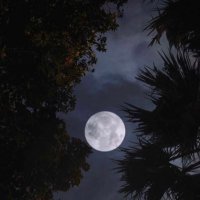 . (@ai9ila) 's Twitter Profile