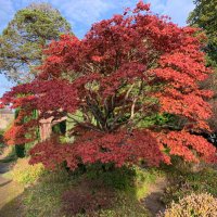 Mabel the Japanese Maple Tree @Maynooth University (@mabelthemaplemu) 's Twitter Profile Photo Mabel the Japanese Maple Tree @Maynooth University (@mabelthemaplemu) 's Twitter Profile Photo